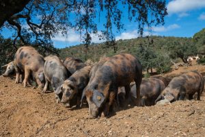 "Manchado de Jabugo" aux paturages.