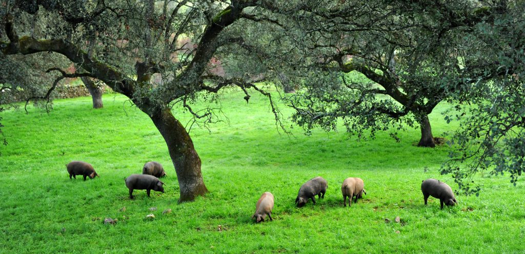 pâtures ou porc ibèrique habite