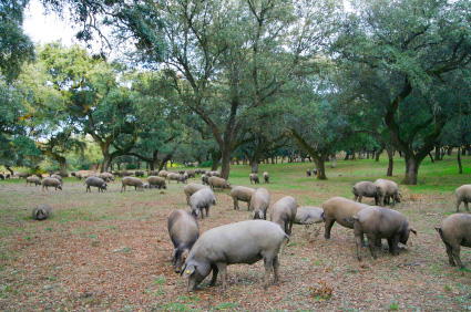 L’élaboration et affinage du jambon espagnol, garantisé