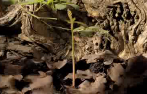 Vidéo: de un gland à un chêne… belle!!!