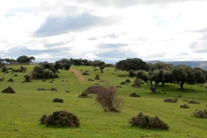 pastures jambon guijuelo salamanque
