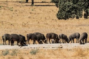 viande iberique fraiche porc iberique