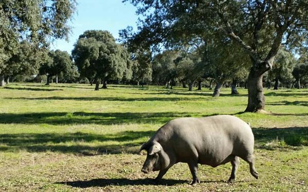 jambon iberique porc femelle meilleur male
