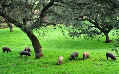 Comment est le pâturage où vit le cochon ibérique?