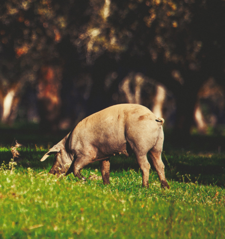 porc josesilo dehesa salamanca